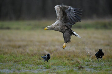 Corbeau et cormeil gris