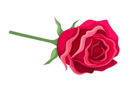 Watercolor cute rose vector