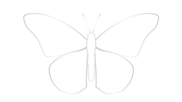 Animated silver line butterfly flaps wings. Linear symbol. Looped video. Vector illustration isolated on white background.