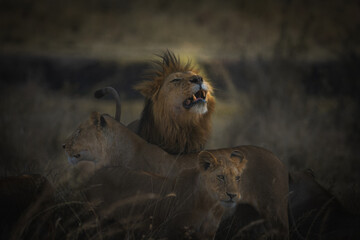Couple of lions on honeymoon in Serengeti National Park, Tanzania.