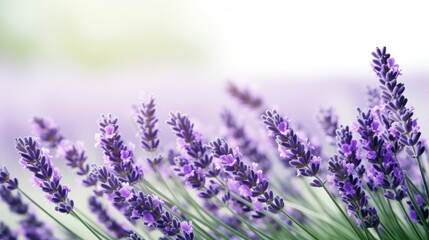 Obraz premium A close-up of a vibrant, purple lavender plant with thin, elongated leaves. Its aromatic, fragrant blooms bring a calming and soothing vibe, perfect for garden and spas