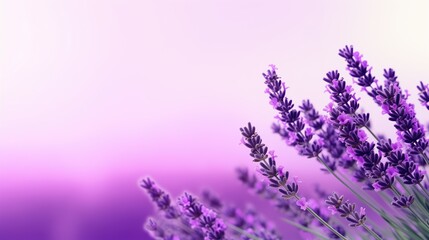 Close-up of a vibrant, aromatic lavender plant with thin, elongated leaves. The sharp focus captures the beauty and detail of its purple and green colors. A symbol of relaxation and wellness