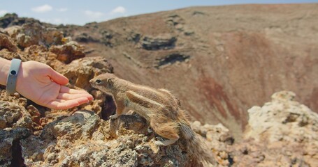 Real marmots in a wild deserted national park. Sciuridae rodent animals in wildlife volcanic nature. Groundhog suslik or squirrel on the volcano in Fuerteventura, Canary Islands, Spain. 4K.