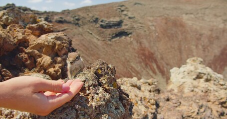 Human hand feeding a squirrel at the Calderon Hondo volcano in Fuerteventura, Canary Islands, Spain. Wildlife animals.