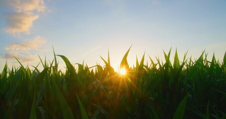 Shimmering sunbeams behind the cornfield stalks, close up shot on corn plants with sun backlight....