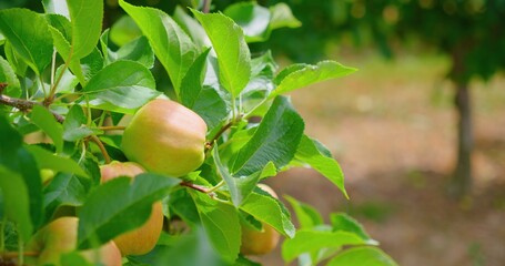 Not ripe green apples on a branch of tree. Unripe fruit garden or apple orchard. Harvest year. Sunny day. Windy weather. Close up, slow motion.