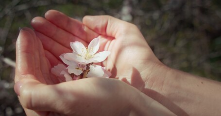 Hands carefully holding spring flowers on almond tree. Environment protection concept. Saving life...