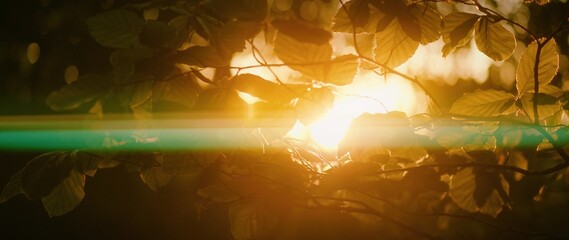 Morning sun breaks through the thick leaves of dark forest. Woods with sun beams at sunrise...