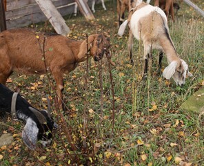 baby goat and parent