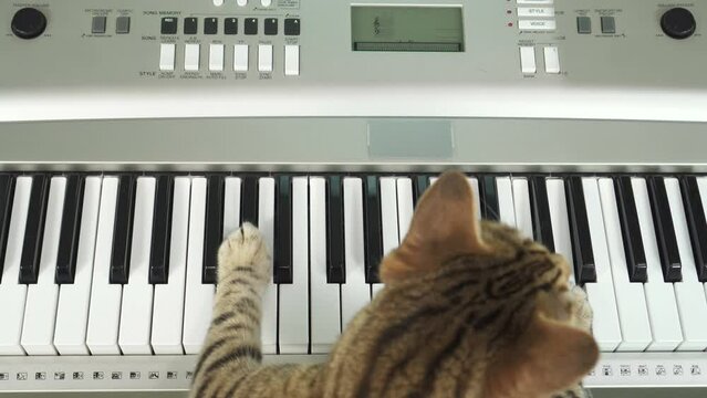 Bengal cat siting facing backward and playing digital piano keyboard on green screen isolated with chroma key. Top-down view.