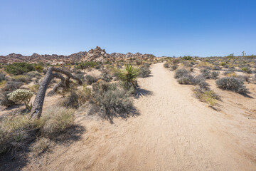 hiking the lost horse mine loop trail in joshua tree national park, california, usa