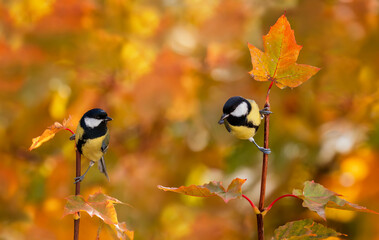 two bright beautiful bird tits sitting on a maple tree branch with golden autumn leaves