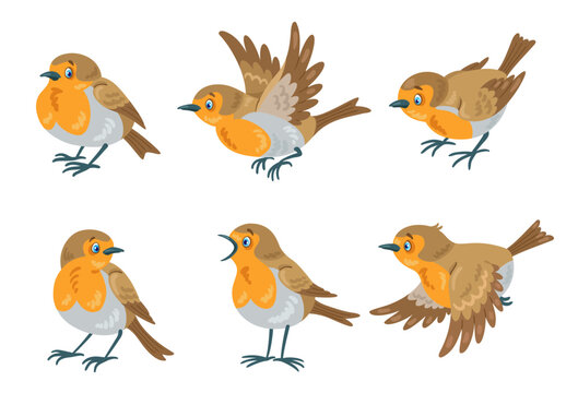 Set of six red robin birds in different poses, flying and sitting. In cartoon style. Isolated on white background. Vector flat illustration.