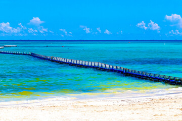 Seaweed Sargazo net caribbean beach water Playa del Carmen Mexico. - obrazy, fototapety, plakaty