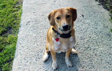 A small, happy, light brown dog with brown ears and white spots on its chest sits upright in the center of an outdoor sidewalk.