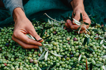 man removing some leaves from a pile of olives - obrazy, fototapety, plakaty