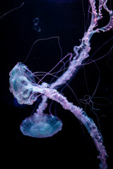 beautiful colorful jellyfish medusa swim underwater in ocean or zoo © goami