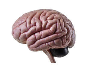 human brain png