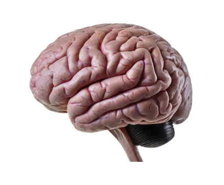 human brain png - Powered by Adobe