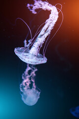 beautiful colorful jellyfish medusa swim underwater in ocean or zoo © goami