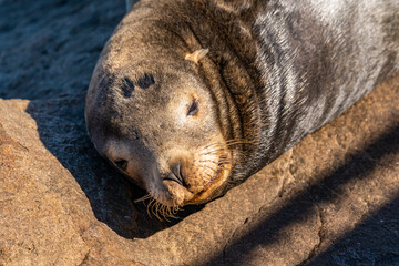 Sea lion sleeps on a rock near the ocean.