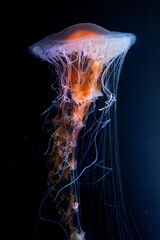 beautiful colorful jellyfish medusa swim underwater in ocean or zoo © goami