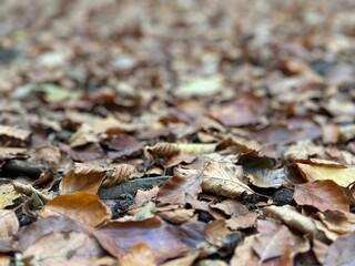 Feuilles d'automne