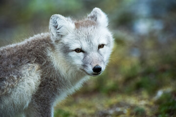 Arctic Fox - Svalbard