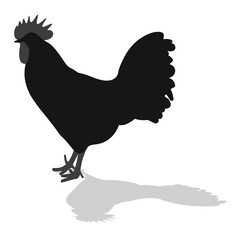 Сock, cockerel, rooster, chicken, hen, chick, position standing, poultry silhouette hand drawn