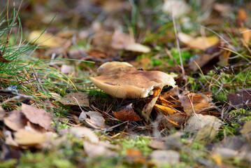 butter beck outdoor park on a sunny autumn day