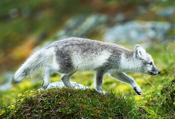Naklejka premium Arctic Fox - Svalbard