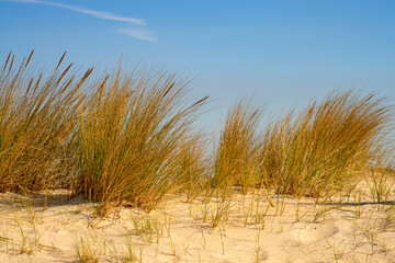 Dünengräser am Strand der Nordseeinsel Römö in Dänemark