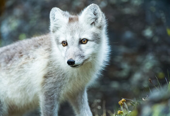 Arctic Fox - Svalbard