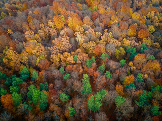Aerial view of beautiful colored autumn forest