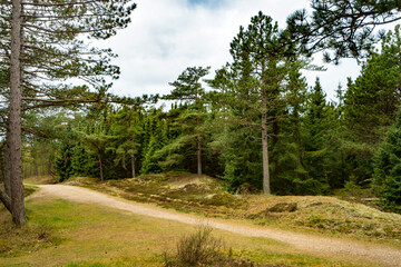 Fototapeta na wymiar Wald Landschaft auf der dänischen Nordsee Insel Römö