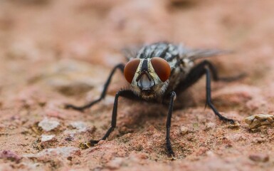Fly Macro