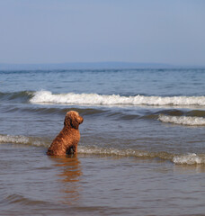 Dog sat in the sea looking out to sea.