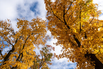 Autumn forest scenery with road of fall leaves & warm light illumining the gold foliage. Footpath in scene autumn forest nature. Vivid day in colorful forest, maple autumn trees road fall way