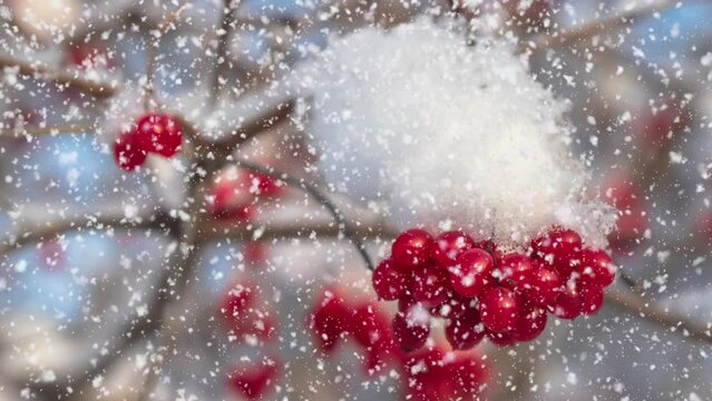 Rowan bush . Rowan red berries in the snow. Snowfall.Red berries in the snow in the winter garden.