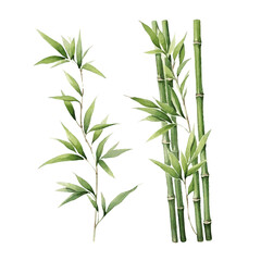 watercolor bamboo set for card decor on white background
