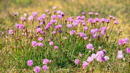 Rosa Grasnelken auf einer Wiese