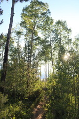 Fototapeta premium Magical Colorado Trees