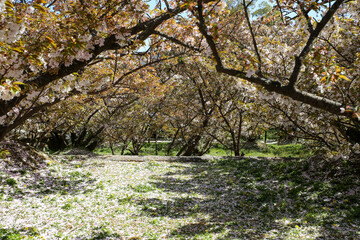 花びらが散り始めた御室桜