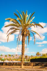 Rolgordijnen Palme © iSchumi
