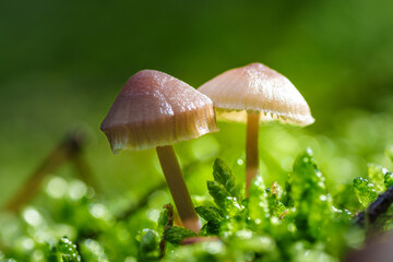 beautiful closeup of forest mushrooms, autumn season. little fresh mushrooms, growing in Autumn Forest. Leafs in forest. Mushroom picking concept.
