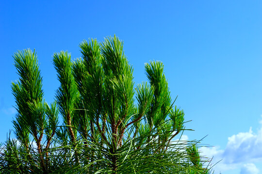 Top of the evergreen pine tree in front of the azure blue sky