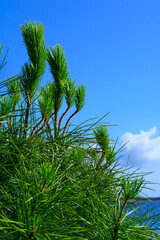 Pine tree branches with green needles in front of blue sky