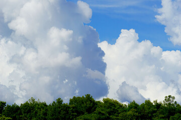 Obraz premium Huge cumulonimbus after summer storm above green pine forest