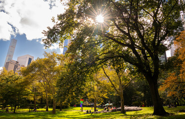 Sun peeking through the tree at Central Park, New York featuring fall golden color
