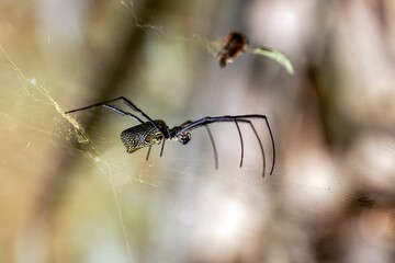 Hairy golden orb weaver, Trichonephila fenestrata